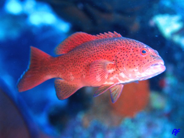 Κρούσματα καρκίνου του δέρματος εντοπίστηκαν σε πληθυσμούς ψαριών